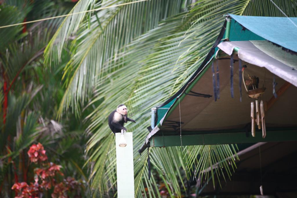 Rafiki Beach Camp Matapalo (Puntarenas) Exterior foto